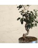 S Shaped Bonsai